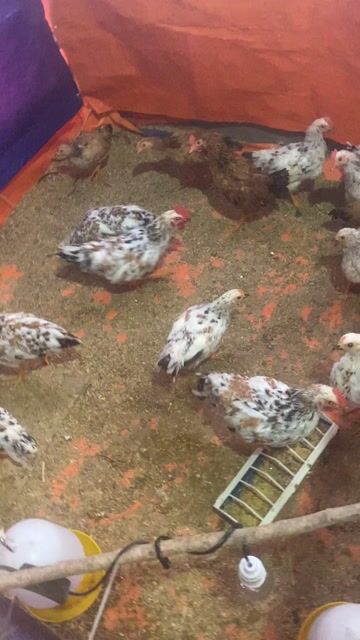 Gà Rutin đủ size. Mua bán Gà tại Quận Nam Từ Liêm Hà Nội được đăng bởi Phan Thị Quỳnh Ho hình 1