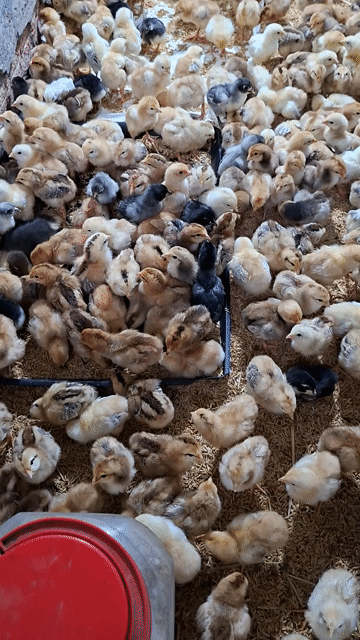 Gà nòi Bến Tre đã chích vắc xin. Mua bán Gà tại Quận 12 Tp Hồ Chí Minh được đăng bởi Lê Thị Hảo hình 1