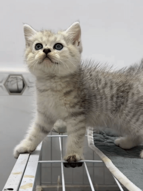 Mèo Anh lông ngắn Silver tabby 2 tháng đã tiêm. Mua bán Mèo tại Quận Tân Bình Tp Hồ Chí Minh được đăng bởi Trung Nhân Đặng hình 1