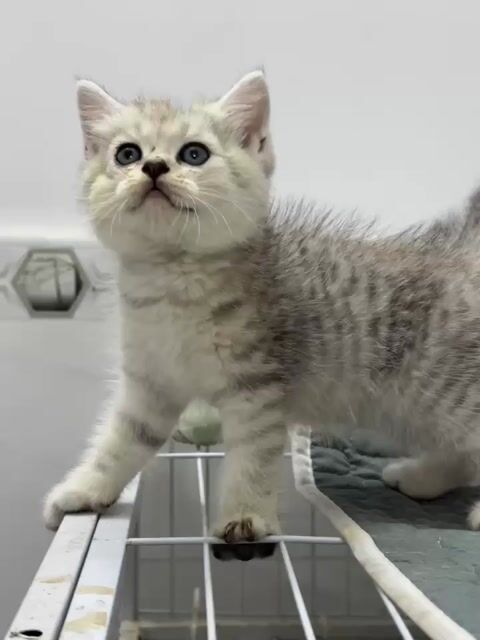 Mèo Anh lông ngắn Silver tabby 2 tháng đã tiêm. Mua bán Mèo tại Quận Tân Bình Tp Hồ Chí Minh được đăng bởi Trung Nhân Đặng hình 1