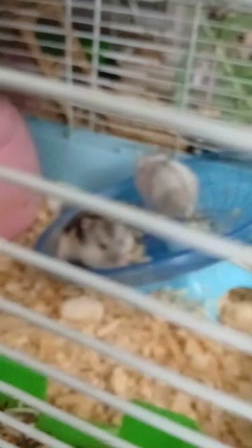 Chuột Hamster ww 1 tháng tuổi. Mua bán Thú cưng khác tại Huyện Hóc Môn Tp Hồ Chí Minh được đăng bởi Lâm hình 1