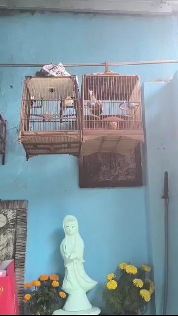 Chim chào mào 5 mùa lỗi giọng. Mua bán Chim tại Huyện Phú Vang Thừa Thiên Huế được đăng bởi Thắng hình 1