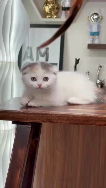 Mèo Anh lông ngắn 2 tháng đã tiêm. Mua bán Mèo tại Huyện Ý Yên Nam Định được đăng bởi Nguyen duy khanh hình 1