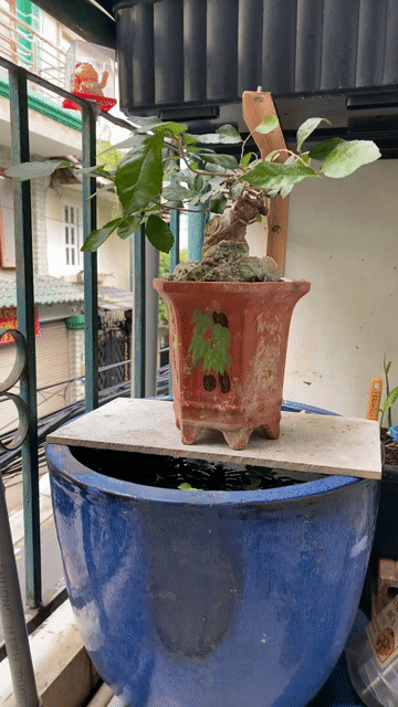 Cây cảnh bonsai Dúi củ Bình Định để bàn. Mua bán Cây cảnh, đồ trang trí tại Quận Tân Bình Tp Hồ Chí Minh được đăng bởi Phung Thanh Tung hình 1