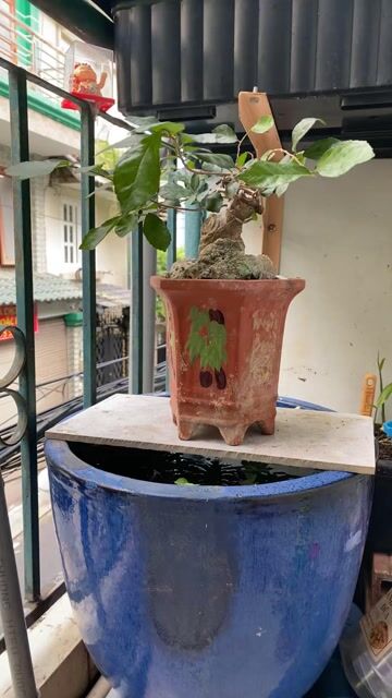 Cây cảnh bonsai Dúi củ Bình Định để bàn. Mua bán Cây cảnh, đồ trang trí tại Quận Tân Bình Tp Hồ Chí Minh được đăng bởi Phung Thanh Tung hình 1