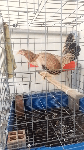 Mái  Tre Asil Cuban Mỹ . Mua bán Gà tại Huyện Hóc Môn Tp Hồ Chí Minh được đăng bởi Tuấn Nhà Đất hình 1