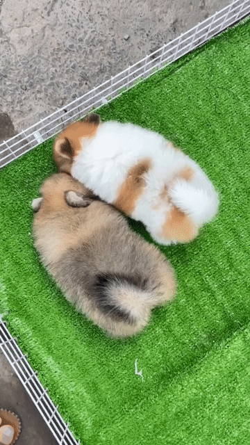 Chó Phốc Sóc màu vàng & đen, đáng  yêu, lanh lợi. Mua bán Chó tại Huyện Bình Chánh Tp Hồ Chí Minh được đăng bởi Cherry Huỳnh hình 1