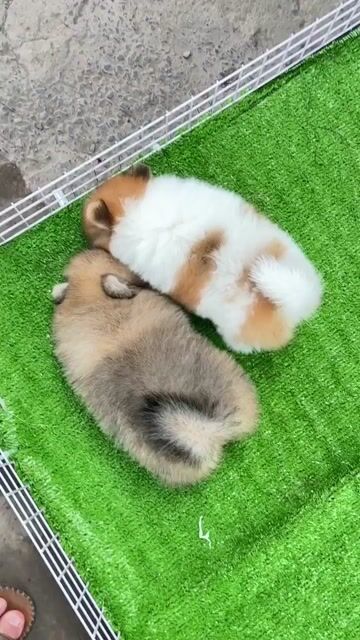 Chó Phốc Sóc màu vàng & đen, đáng  yêu, lanh lợi. Mua bán Chó tại Huyện Bình Chánh Tp Hồ Chí Minh được đăng bởi Cherry Huỳnh hình 1