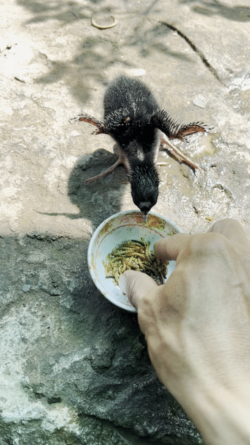 Chim Trích Cồ. Mua bán Chim tại Huyện Tân Phước Tiền Giang được đăng bởi NGÔ ĐÌNH DUY hình 1