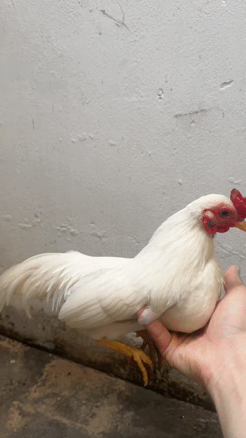 Gà tre Trống. Mua bán Gà tại Thành phố Thủ Đức Tp Hồ Chí Minh được đăng bởi Vũ Hồng Quân hình 1