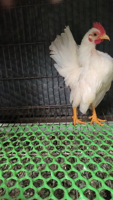 Gà Serama Trống Nhạn 3.5 tháng. Mua bán Gà tại Thành phố Sóc Trăng Sóc Trăng được đăng bởi Lý Khâm Tuấn hình 1