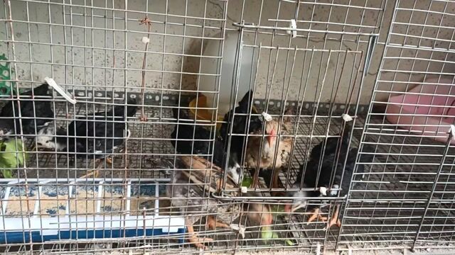 Gà tre mái gần 2 tháng. Mua bán Gà tại Huyện Quốc Oai Hà Nội được đăng bởi vinh hình 1