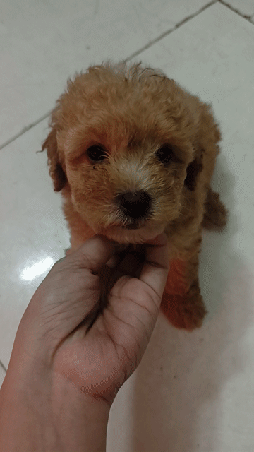 Chó Poodle đực cái đã tiêm 1 mũi. Mua bán Chó tại Quận 6 Tp Hồ Chí Minh được đăng bởi Mie Huỳnh  hình 1