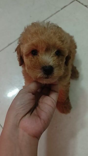 Chó Poodle đực cái đã tiêm 1 mũi. Mua bán Chó tại Quận 6 Tp Hồ Chí Minh được đăng bởi Mie Huỳnh  hình 1