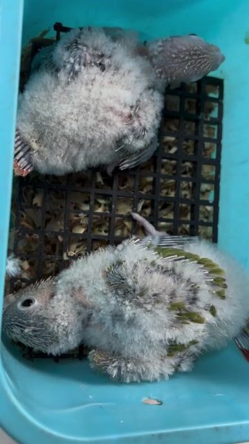Vẹt non vàng xanh thuần. Mua bán Chim tại Quận Bình Tân Tp Hồ Chí Minh được đăng bởi tran khiem hình 1