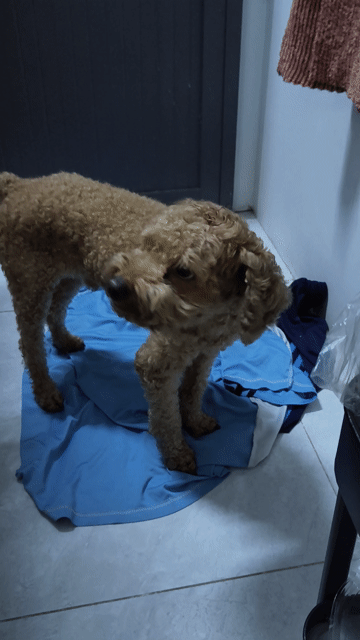 Chó Poodle đực 3 tuổi màu Nâu. Mua bán Chó tại Quận Bình Tân Tp Hồ Chí Minh được đăng bởi FullyJoy Lien hình 1