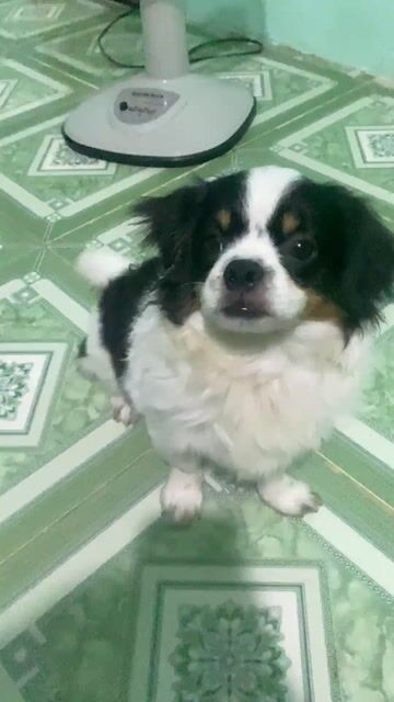 Chó Nhật đen trắng. Mua bán Chó tại Thành phố Tây Ninh Tây Ninh được đăng bởi  Ngân Gỗ TN hình 1