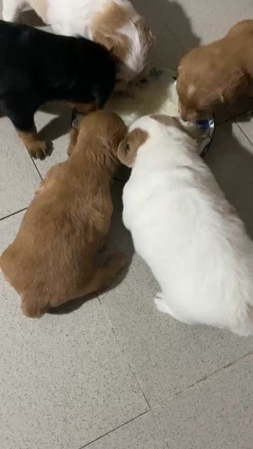 Chó cảnh cái màu Nâu trắng. Mua bán Chó tại Quận Thanh Xuân Hà Nội được đăng bởi Nguyễn Đức Liêm hình 1