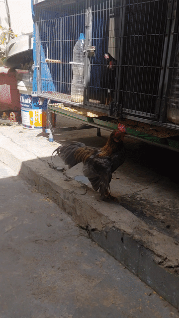Gà Tre Bắc trống 10 tháng xám vàng. Mua bán Gà tại Quận Tân Bình Tp Hồ Chí Minh được đăng bởi khánh hình 1