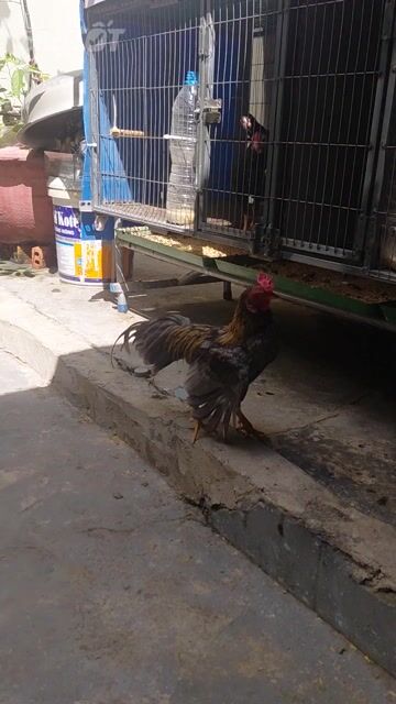 Gà Tre Bắc trống 10 tháng xám vàng. Mua bán Gà tại Quận Tân Bình Tp Hồ Chí Minh được đăng bởi khánh hình 1