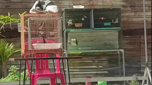 Chim bổi 2 con. Mua bán Chim tại Quận 12 Tp Hồ Chí Minh được đăng bởi Nguyễn Việt Thái hình 1