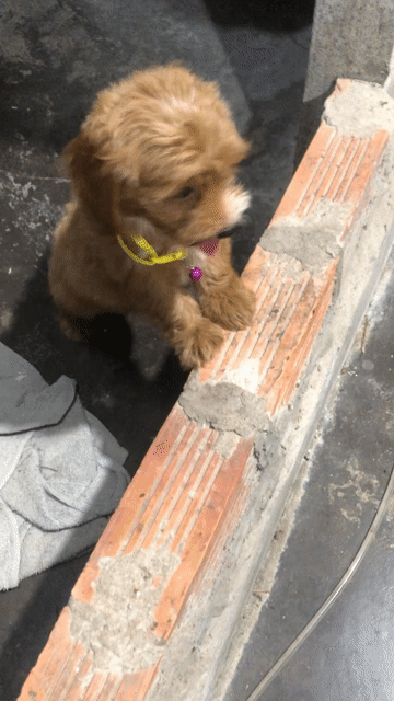 Chó giống cái màu Nâu. Mua bán Chó tại Quận Cái Răng Cần Thơ được đăng bởi Tan Quang Vuong hình 1