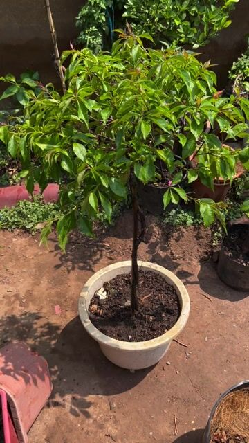 Hoa giấy Đỏ siêu bông. Mua bán Cây cảnh, đồ trang trí tại Huyện Hóc Môn Tp Hồ Chí Minh được đăng bởi Vườn Hồng Hoàng My hình 1