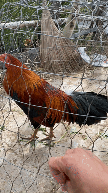 3 con giá lúa cho ae chơi 2/9. Mua bán Gà tại Quận Bình Tân Tp Hồ Chí Minh được đăng bởi trại gà gò công hình 1