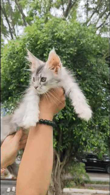 mèo maine coon cái bố mẹ nhập full phả . Mua bán Mèo tại Quận Cầu Giấy Hà Nội được đăng bởi Anh chung hình 1