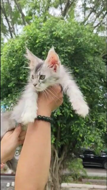mèo maine coon cái bố mẹ nhập full phả . Mua bán Mèo tại Quận Cầu Giấy Hà Nội được đăng bởi Anh chung hình 1