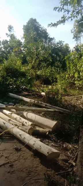 Cho thuê Đất Huyện Duy Xuyên Quảng Nam diện tích 2300 m² giá 500000 đ/tháng
