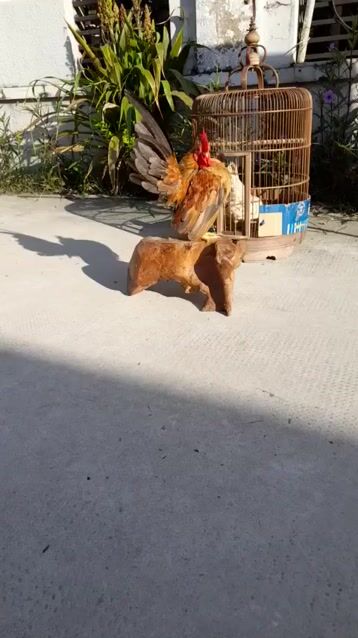 gà serama 1 trống 2 mái. Mua bán Gà tại Thị xã Tân Uyên Bình Dương được đăng bởi trung hình 1