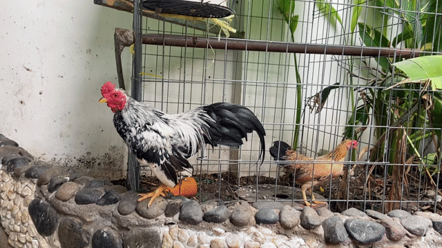 Gà tre bắc chuối dưới 500gr. Mua bán Gà tại Huyện Hòa Thành Tây Ninh được đăng bởi Trọng Khải hình 1