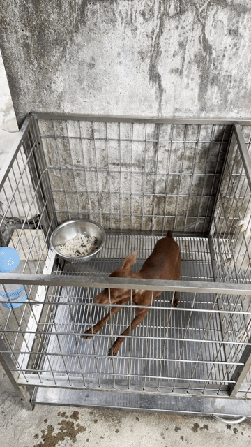 phốc hưu siêu đẹp. Mua bán Chó tại Quận Gò Vấp Tp Hồ Chí Minh được đăng bởi Hoàng Thanh Bình hình 1