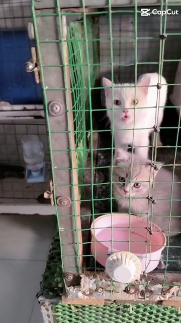 Mèo con Munchkin lông ngắn. Mua bán Mèo tại Huyện Hóc Môn Tp Hồ Chí Minh được đăng bởi Huỳnh Mai hình 1