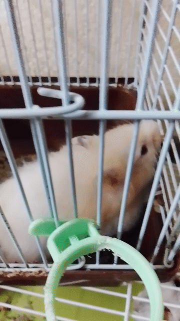 Chuột Hamster đực Vàng kem, trắng 8 tháng. Mua bán Thú cưng khác tại Huyện Long Thành Đồng Nai được đăng bởi Ngân Huệ hình 1