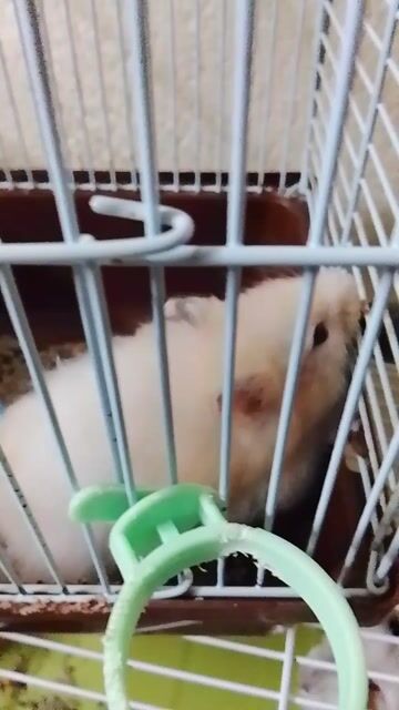 Chuột Hamster đực Vàng kem, trắng 8 tháng. Mua bán Thú cưng khác tại Huyện Long Thành Đồng Nai được đăng bởi Ngân Huệ hình 1