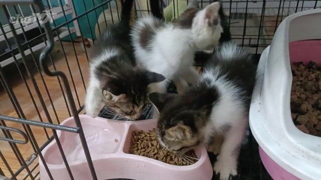 Mèo Ald lai trắng đốm 2 tháng. Mua bán Mèo tại Huyện Đan Phượng Hà Nội được đăng bởi Tạo hình 1