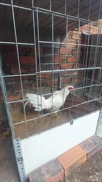 Bướm Siu cuban sweater. Mua bán Gà tại Huyện Long Thành Đồng Nai được đăng bởi Vô thường hình 1