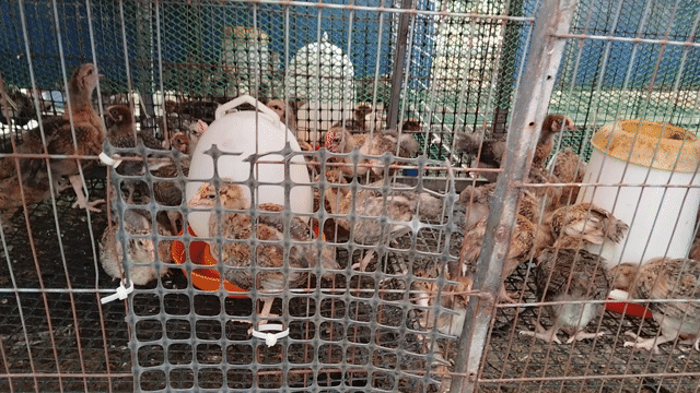 Gà ri nâu 35 ngày tuổi Nâu. Mua bán Gà tại Thành phố Thuận An Bình Dương được đăng bởi Đinh Hà An hình 1