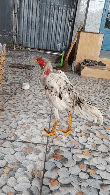 Gà đòn trống Xám bông ngũ sắc 2.5kg. Mua bán Gà tại Huyện Củ Chi Tp Hồ Chí Minh được đăng bởi Nguyễn Văn Hợi  hình 1