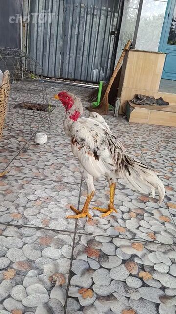 Gà đòn trống Xám bông ngũ sắc 2.5kg. Mua bán Gà tại Huyện Củ Chi Tp Hồ Chí Minh được đăng bởi Nguyễn Văn Hợi  hình 1