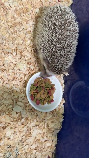 Nhím kiểng cái Trắng xám. Mua bán Thú cưng khác tại Thành phố Thủ Đức Tp Hồ Chí Minh được đăng bởi Hồng Đào hình 1