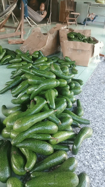Bơ 034 Xanh 5-10 kg. Mua bán Đồ ăn, thực phẩm và các loại khác tại Huyện Châu Thành A Hậu Giang được đăng bởi Lam Hoang Duy hình 1