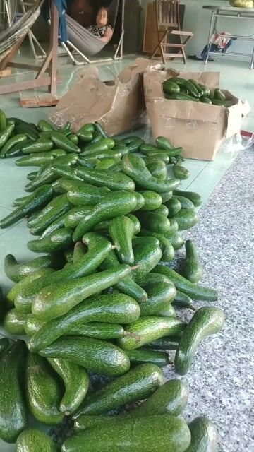 Bơ 034 Xanh 5-10 kg. Mua bán Đồ ăn, thực phẩm và các loại khác tại Huyện Châu Thành A Hậu Giang được đăng bởi Lam Hoang Duy hình 1