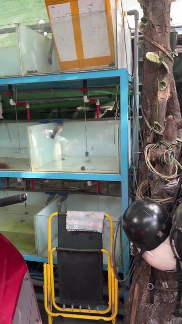 Thanh lý giàn bể cá cảnh còn đủ hệ thống nước. Mua bán Phụ kiện, Thức ăn, Dịch vụ tại Quận 10 Tp Hồ Chí Minh được đăng bởi Trần Nghiêm hình 1