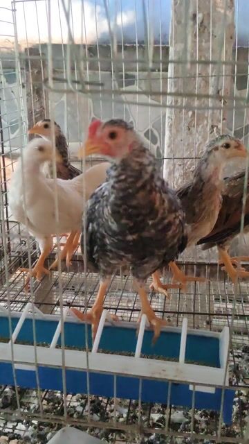 bầy Gà tre 2.5 tháng khỏe mạnh. Mua bán Gà tại Huyện Chợ Gạo Tiền Giang được đăng bởi Phúc Lê hình 1