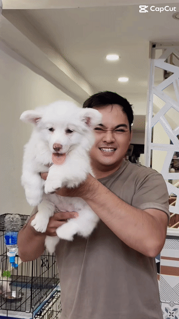 CORGI TRẮNG - White Corgi. Mua bán Chó tại Quận 7 Tp Hồ Chí Minh được đăng bởi Lộc hình 1