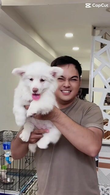 CORGI TRẮNG - White Corgi. Mua bán Chó tại Quận 7 Tp Hồ Chí Minh được đăng bởi Lộc hình 1