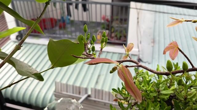 Mai Bonsai dáng thú hoa vàng. Mua bán Cây cảnh, đồ trang trí tại Huyện Hóc Môn Tp Hồ Chí Minh được đăng bởi Đình Nhật hình 1